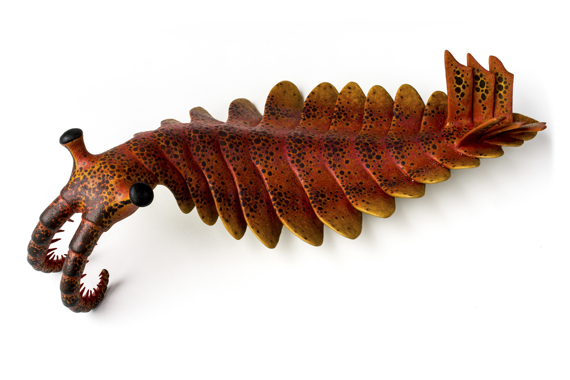 寒武纪奇虾（Anomalocaris）化石复原