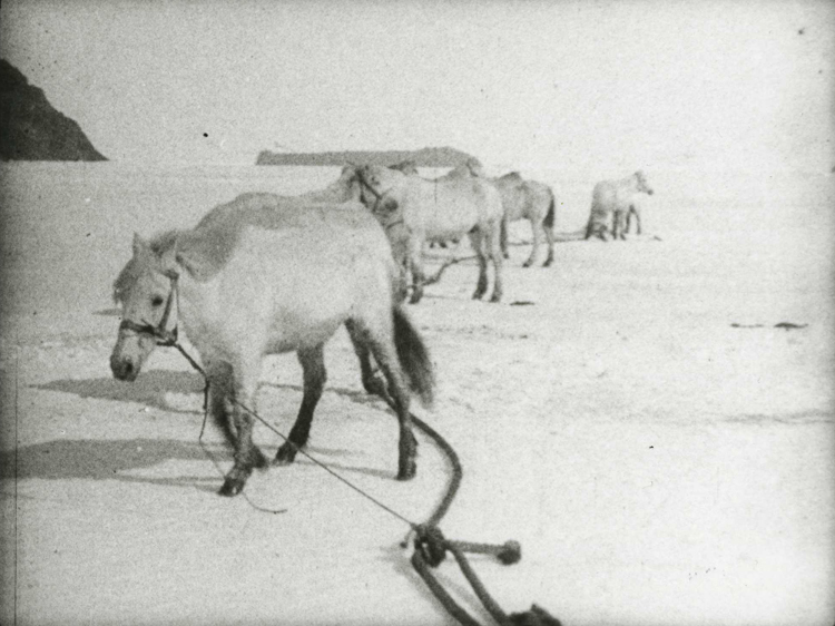 Ponies on the British Antarctic Expedition